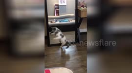 Kitten shimmies in front of mirror at her own reflection