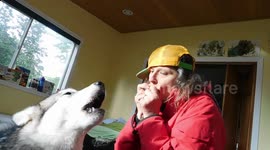 Alaskan Malamute Puppy Howling to my Harmonica Playing