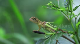A very cute lizard on a tree.