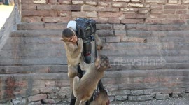 Say cheese! Monkeys try and fail to take a selfie