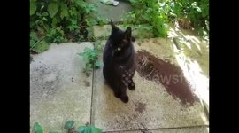 Talking cat greets owner