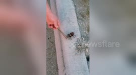 Tarantula jumps at curious woman who gets her dad to inspect it