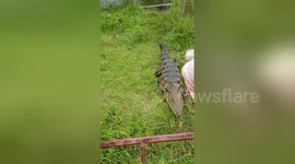 When owner whistles, his pet crocodile knows it's feeding time