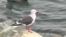 Dolphin Gull perching Ushuaia