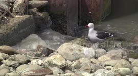 A Dolphin Gull at sewage outlet flowing into Ushuaia harbour