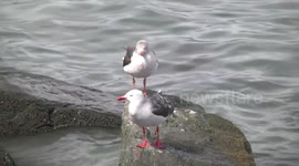 Adult and immature Dolphin Gulls in Ushuaia Harbour