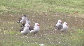 Adult and immature Dolphin Gulls loafing on the grass, Ushuaia Harbour