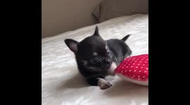 The cutest puppy ever playing on the bed