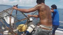 Boat crew rescues baby sea turtles trapped in lobster pot