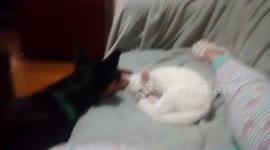 Kitten and dog in love,can't stop being around each other