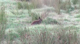 A hare eating in a field in early morning.