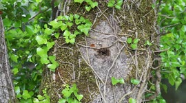 Bees nesting in a hole in a tree.