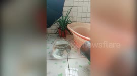 Fish leaps out of tank and into tub