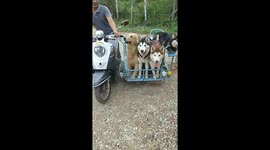 Watch 3 Siberian huskies and a golden retriever catch a ride in a motorcycle’s sidecar