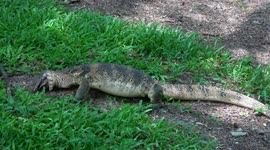 Monitor lizard devours freshwater turtle