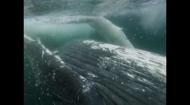 Watch the moment a humpback whale nearly crushes a diver
