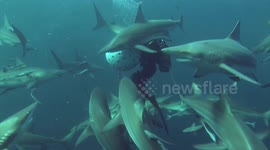 Shark Feeding Frenzy with Oceanic Blacktip Sharks