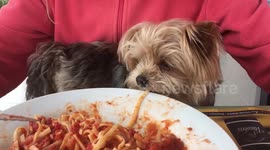 Yorkshire Terrier eats spaghetti from owner's plate
