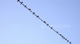 A group of swallows gather in Ireland under a blue sky on the wires, prior to their long migration journey.