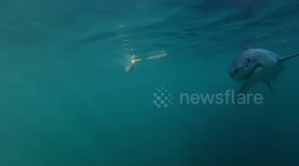 Great White Shark Chasing the Bait