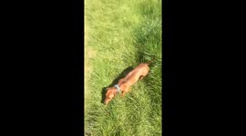 Bunny dog
