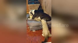 Kitten can't stop playing with dog's wagging tail