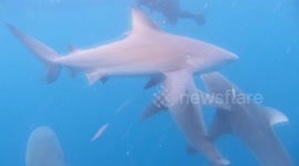 Diver has incredible close-up encounter with sharks off Florida coast