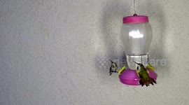 Hummingbird body slams intruder at feeder 240fps slow motion