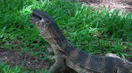 Monitor lizard devours freshwater turtle