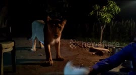 Indian villagers train lioness to receive treats like a dog