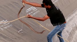 Terrifying moment snake rescuer risks own life to save cobra