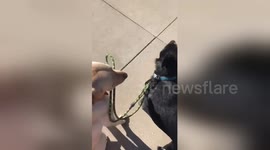 Adorable dogs take each other on an evening walk