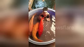 Fearless toddler enjoys bath with three giant carps