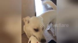 Clever dog brings toilet paper to owner stranded on the toilet