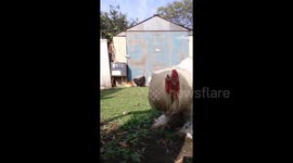 Cock attack