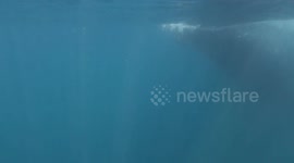 Snorkeller is hit by a whale