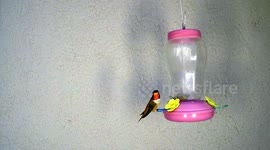 Hummingbird stab fight at feeder in 240fps slow motion