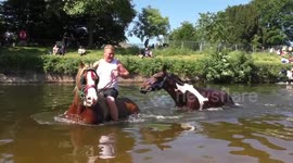 Horses get washed in the River Eden at the Appleby Fair best cut
