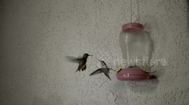 Beak grabber Hummingbird fight 240fps slow motion feeder action