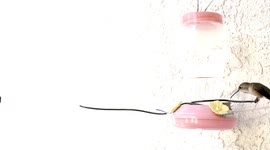 Funny Hummingbird stretches to reach feeder in slow motion