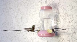 Slam fighting Hummingbirds at feeder in 240fps slow motion