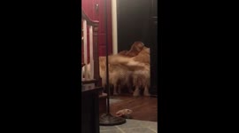Golden retrievers wagging with excitement as their human comes home