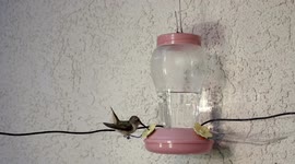 Hummingbird gets body slammed by attacker in 240fps slow motion