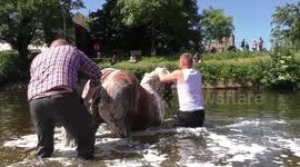Horses get soaped in the River Eden at the Appleby Fair
