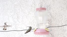 Fast Hummingbird attack at feeder 240fps slow motion