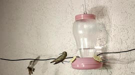 Fighting Hummingbirds at the feeder 240fps slow motion