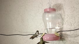 Hummingbirds battle it out at feeder 240fps slow motion