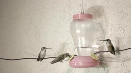 Hummingbirds battle it out at feeder 240fps slow motion