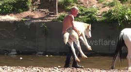 Young foal is terrified to enter the water at Appleby Horse Fair