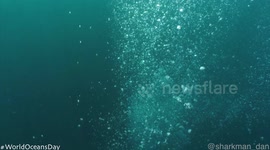 World Oceans Day, compilation of wildlife